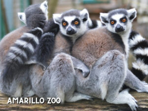 Visiting the Amarillo Zoo is one of the wildest things to do in Amarillo!